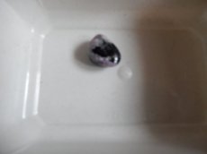Charoiet Charoiet getrommeld